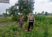 Bhabinkamtibmas Terong Tawah Dorong Pemanfaatan Pekarangan untuk Ketahanan Pangan