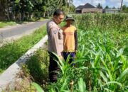 Sinergi Polsek Kediri dan Petani Gelogor: Perawatan Jagung untuk Panen Berkualitas