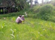 Sinergi Polri dan Petani: Aiptu Gede Dodit Dorong Produktivitas Lahan di Kuripan, Lombok Barat