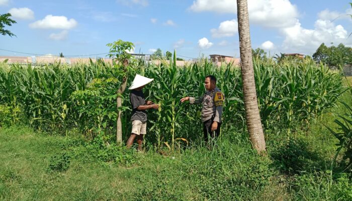 Polsek Labuapi Dukung Ketahanan Pangan, Warga Dusun Jerneng Antusias Menanam