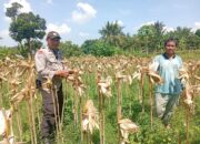 Ketahanan Pangan Desa Merembu Diperkuat Lewat Edukasi Diversifikasi Pertanian