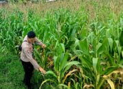 Langkah Polri Perkuat Ketahanan Pangan Lewat Kemitraan Petani di Kuripan Selatan