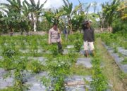 Ketahanan Pangan Desa Jagaraga: Peran Aktif Polisi dan Warga Kuripan