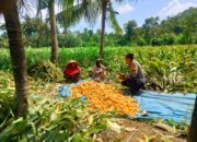 Ketahanan Pangan Desa Eyat Mayang: Bhabinkamtibmas Ajak Warga Aktif Menanam Jagung