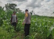 Ketahanan Pangan NTB, Bhabinkamtibmas Motivasi Petani Jagung di Kuranji Dalang