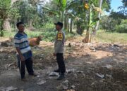 Ketahanan Pangan Keluarga: Bhabinkamtibmas Sekotong Galakkan Tanam Jagung di Pekarangan