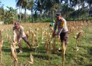 Polisi Bantu Petani Jagung Giri Tembesi Pastikan Distribusi Aman