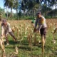 Sinergi Polri dan Petani di Gerung Dorong Stabilitas Harga Jagung