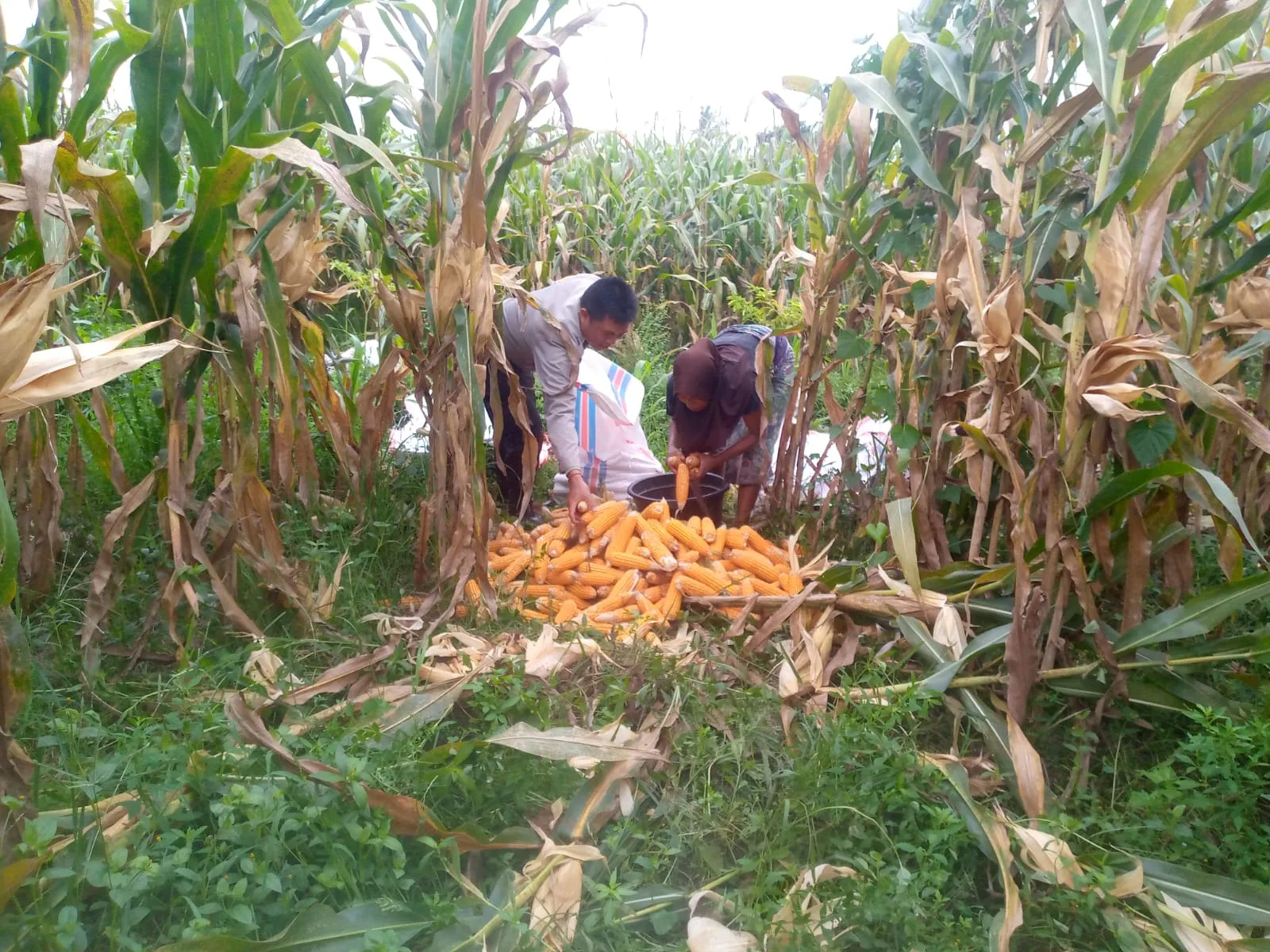 Sinergi Polri dan Warga Desa Jagaraga Bangun Kemandirian Pangan