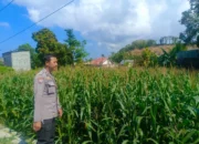 DDS Bhabinkamtibmas Perampuan, Sentuhan Humanis Polri Dukung Petani Jagung