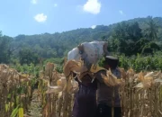 Bhabinkamtibmas Gerung Jaga Panen Jagung Aman dan Sukses