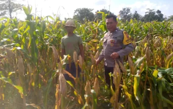 Sinergi Polsek Kuripan dan Warga Jagaraga, Panen Jagung Jadi Bukti Nyata