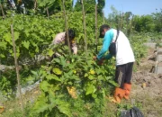 Sinergi Polri dan Warga Wujudkan Desa Mandiri Pangan di Jagaraga