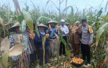 Panen Jagung di Babussalam, Polri Jadi Sahabat Petani Lombok Barat