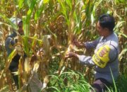 Gandeng Warga, Polsek Kediri Optimalkan Lahan untuk Pangan