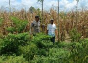 Langkah Praksis Polsek Gerung: Edukasi Pemanfaatan Lahan Kosong
