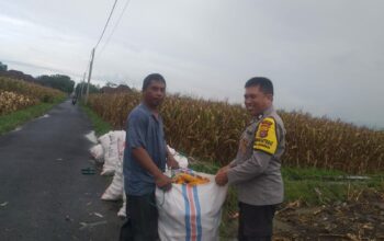 Harga Jagung di Lombok Barat: Polisi Imbau Petani Jual ke Bulog