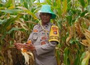 Bhabinkamtibmas Desa Beleka Dampingi Petani Serahkan Hasil Panen ke Bulog