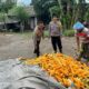Petani Karang Bongkot Dapat Dukungan Polri untuk Jual Jagung ke Bulog