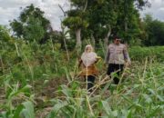 Polsek Labuapi Turun ke Desa Telagawaru, Sasar Lahan Pekarangan