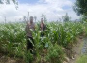 Dukung Petani Pasca Panen: Peran Aktif Bhabinkamtibmas di Gerung