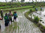 Wujudkan Indonesia Yang Swasembada Pangan, Bhabinkamtibmas Polsek Madapangga Ikut Menanam Padi( Oplan) Kementan RI