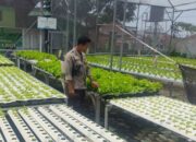 Manfaatkan Pekarangan, Kunci Warga Desa Bengkel Mandiri Pangan